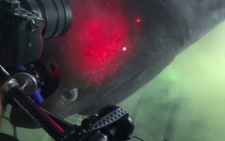 Diver comes nose-to-nose with a huge six gill shark.