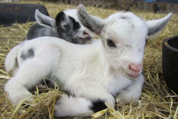 Goat kids, like these, appear to pick up accents from one another, a study indicates. 