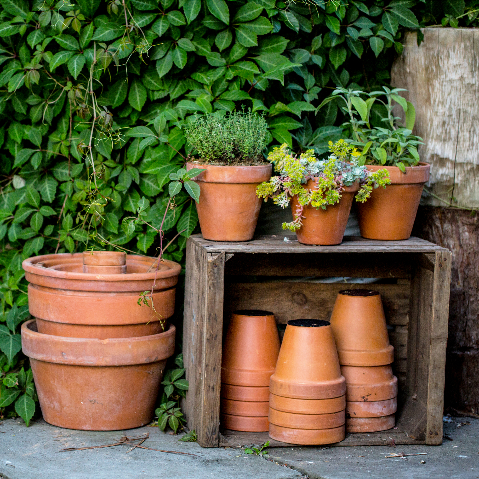 terracotta pots on patio 