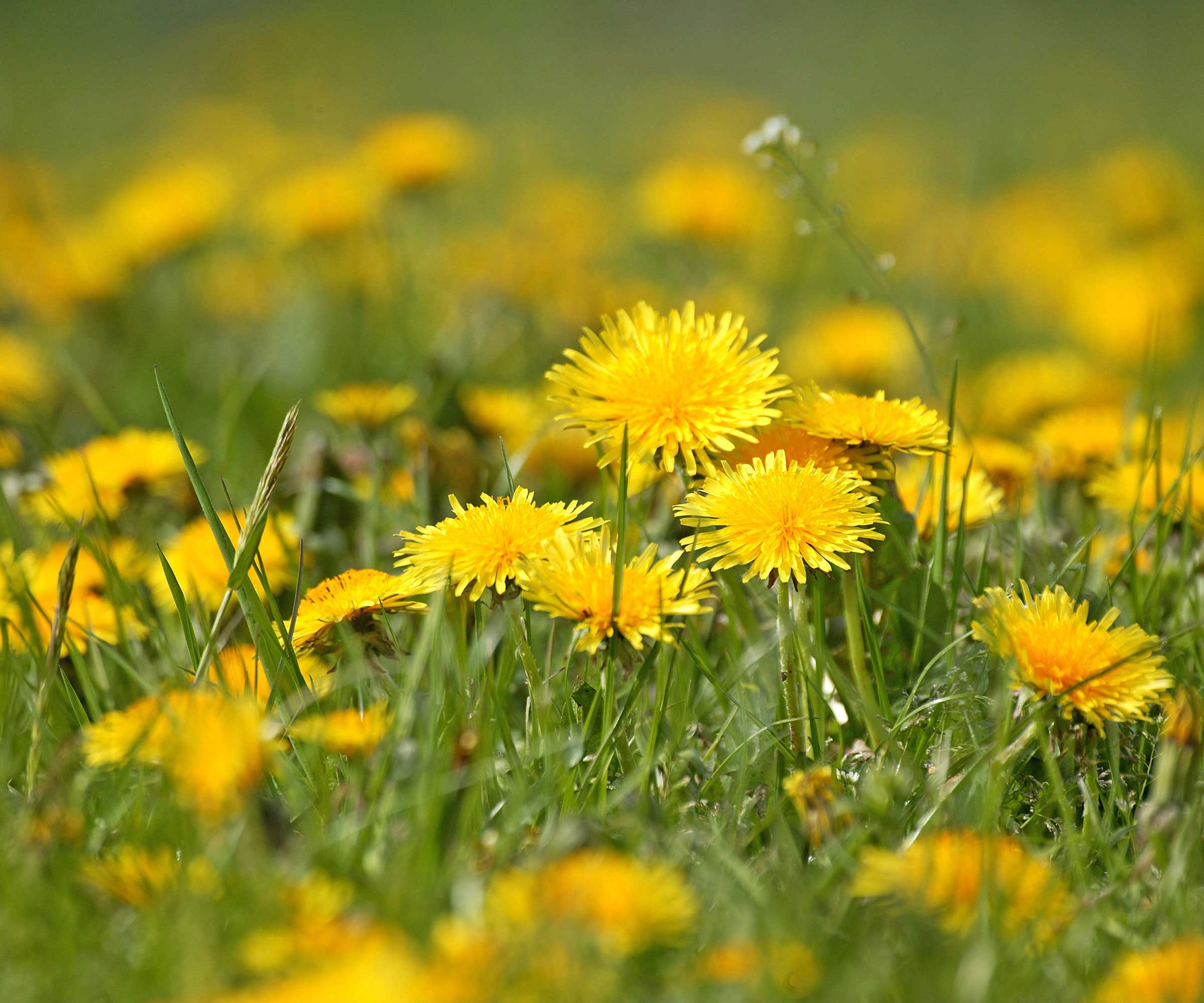 dandelions