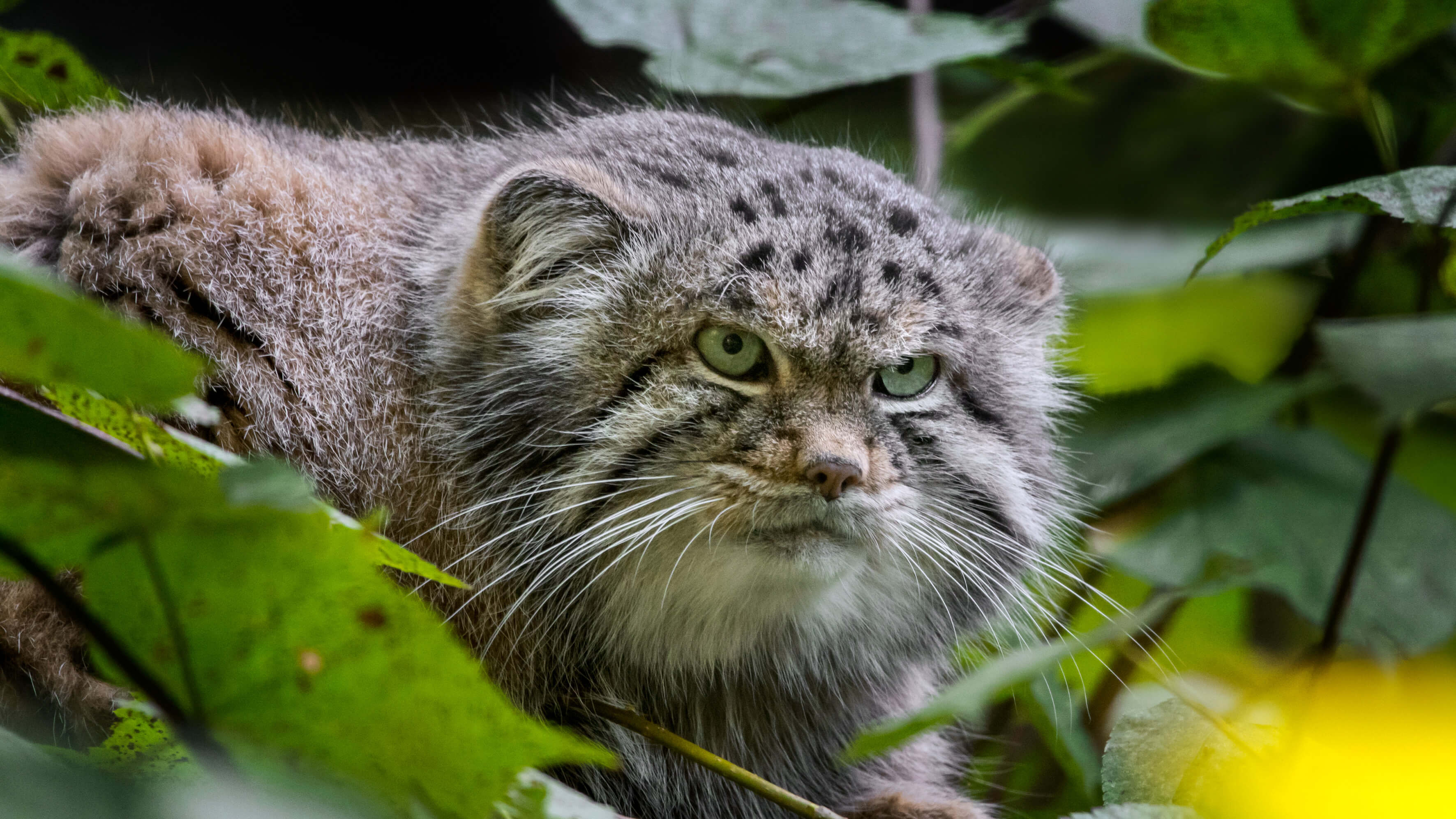 Pallas's cat.