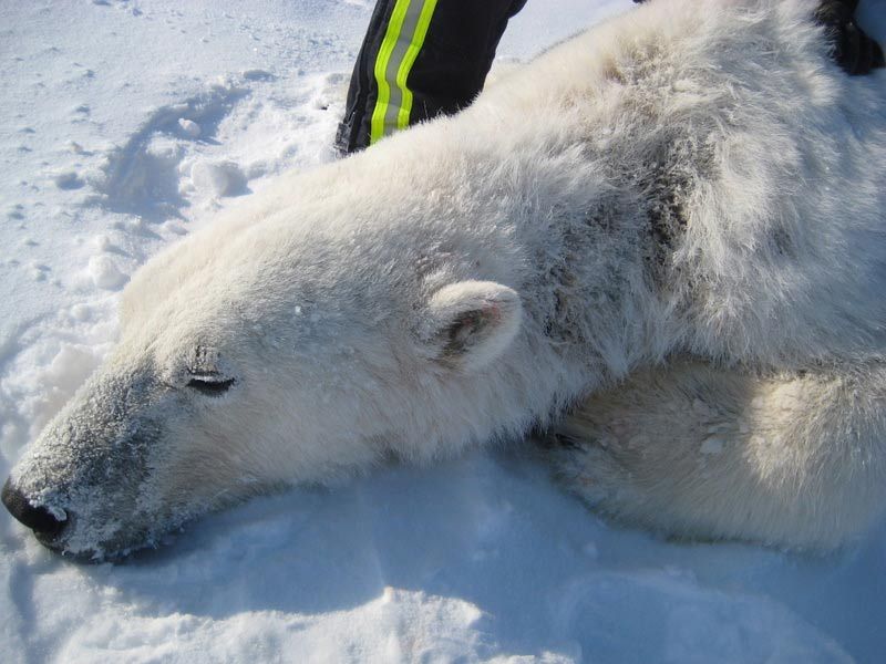 This polar bear, captured and immobilized by USGS scientists, shows hair loss and oozing sores on the left side of its neck. The cause of the alopecia and lesions is still unknown.