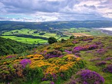 Protecting natural landscapes, such as on Exmoor, is more important than ever.