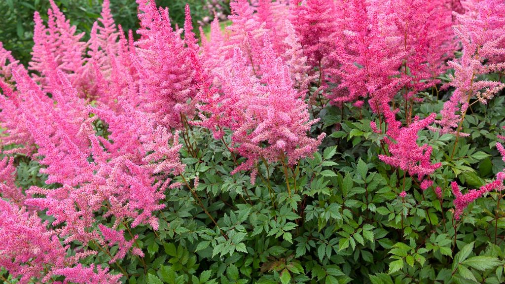 Pink astilbe flowers