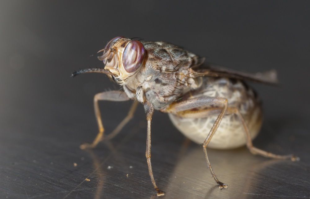 Photos: Portraits of the Blood-Sucking Tsetse Fly