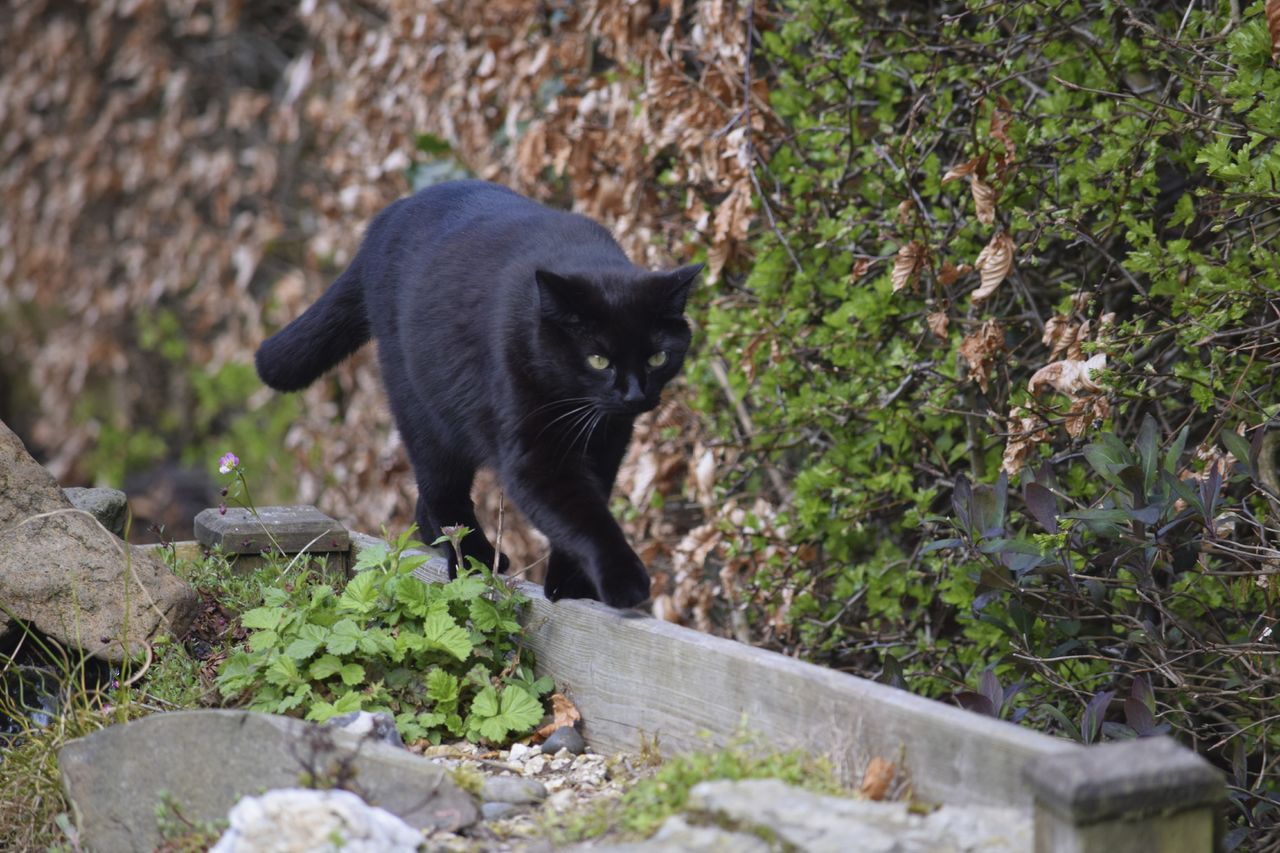 Black cats in Indiana had to wear bells on Friday 13. 