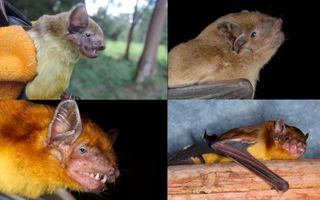 Fur color in Scotophilus bats can range from light brown to vibrant orange.