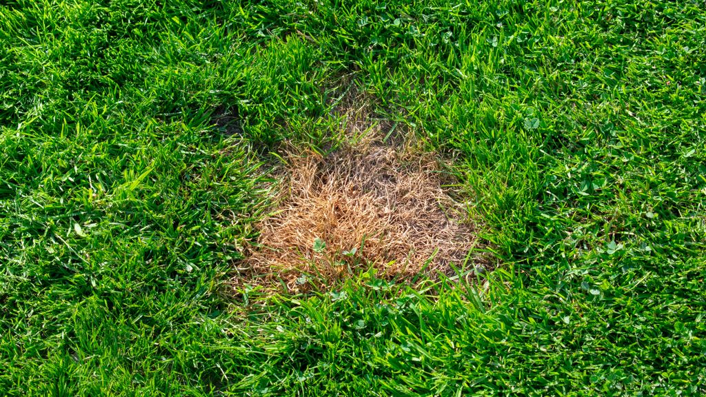 Here's how to fix dog pee damage on your lawn Tom's Guide