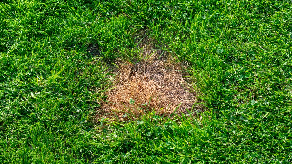 Here's how to fix dog pee damage on your lawn | Tom's Guide