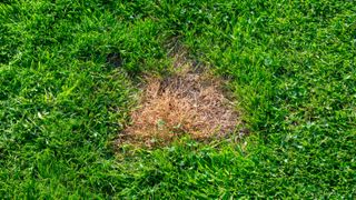 A patch of lawn which has browned from dog urine