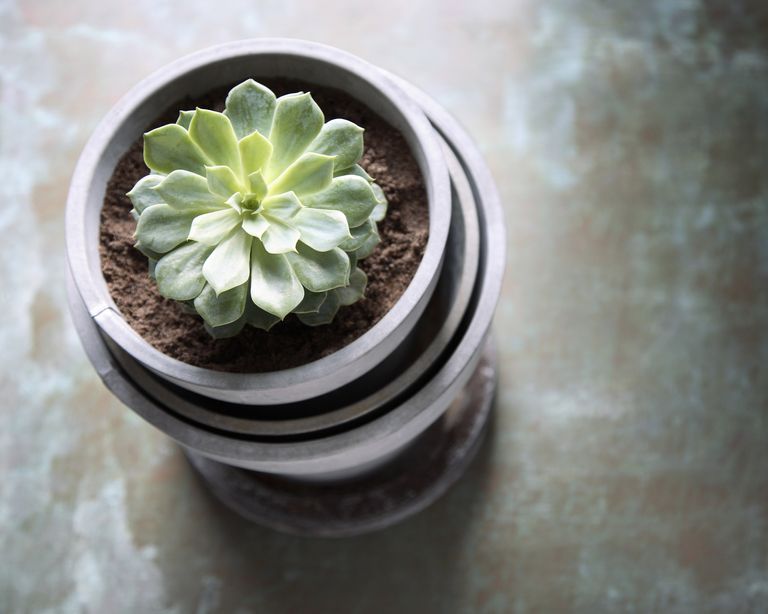 when to water succulents – green succulent plant shot overhead in a plant pot