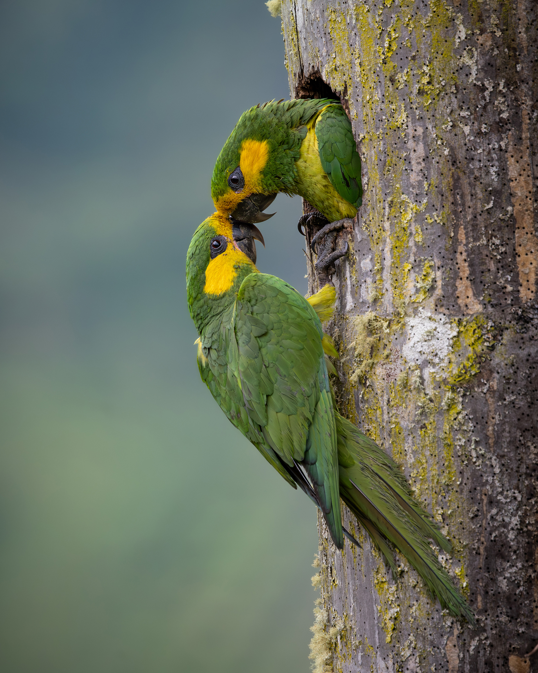 Two green and yellow parrots interacting near a hole in a mossy tree trunk against a blurred green background