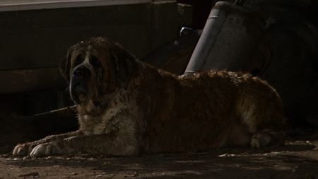 Cujo lying down in Cujo