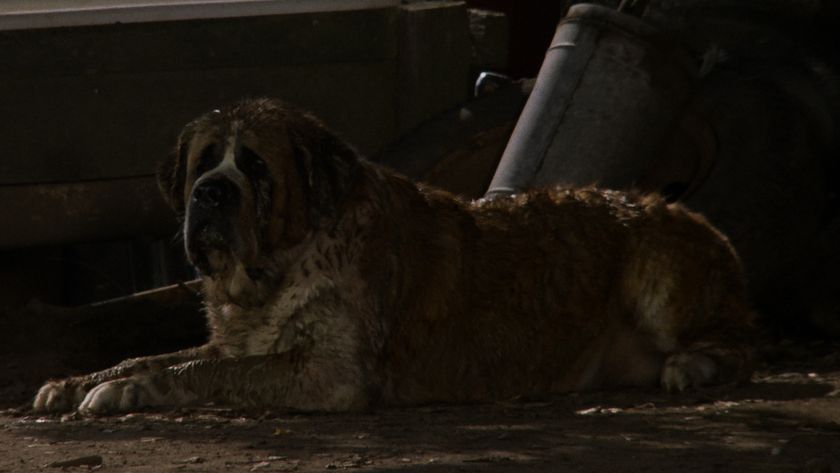 Cujo lying down in Cujo