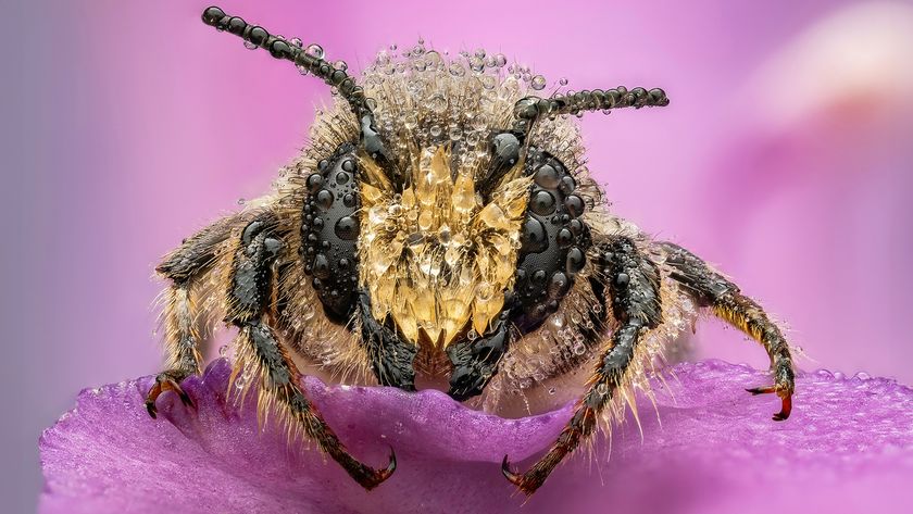 A close-up of a bee covered in water droplets, perched on a lilac petal against a soft pink background