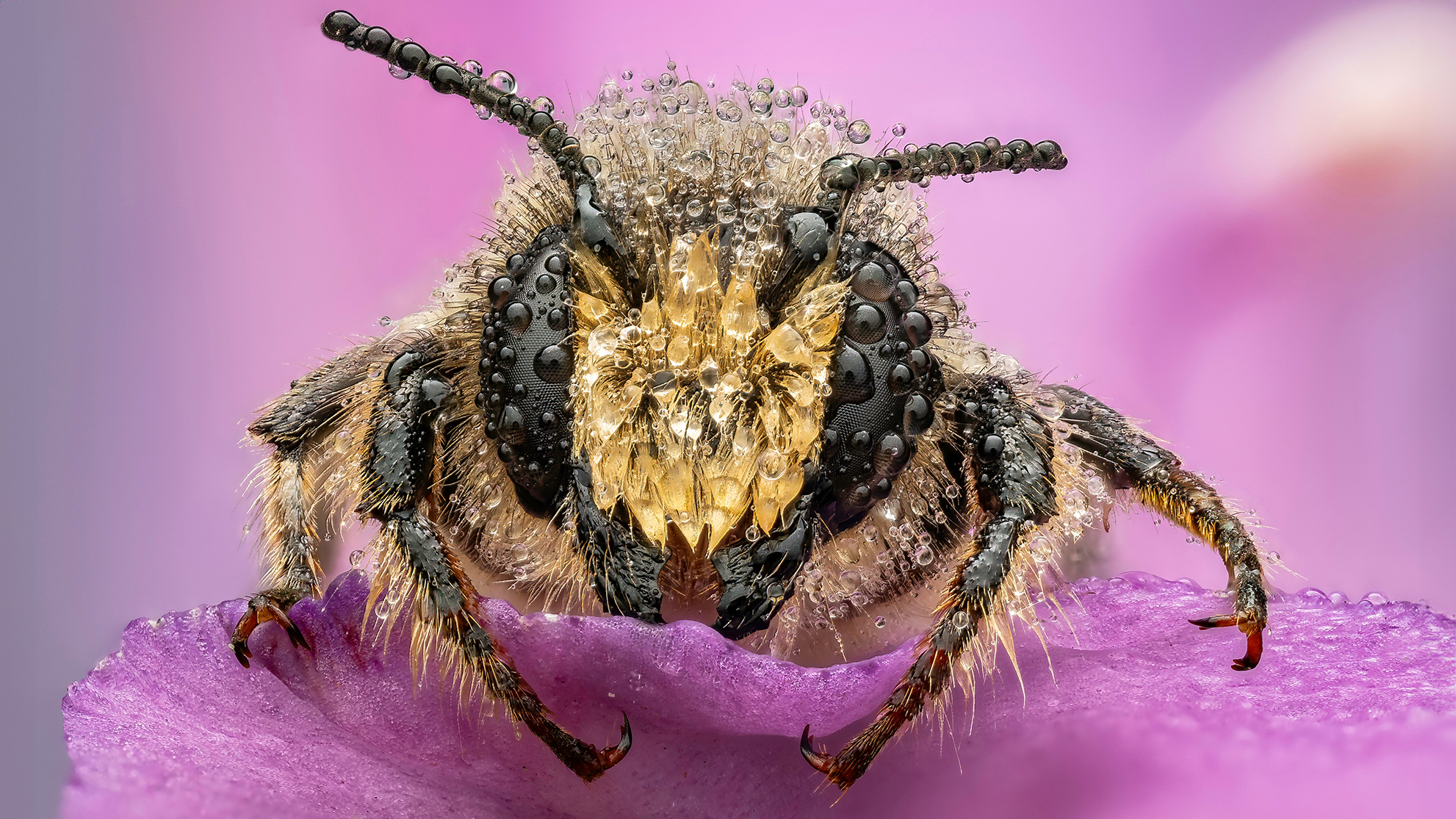 A close-up of a bee covered in water droplets, perched on a lilac petal against a soft pink background