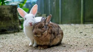 A white rabbit and a brown rabbit sat outside together