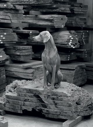 Black and white image of dog.