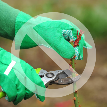 A translucent white "no" symbol over gloved hands pruning a rose stem