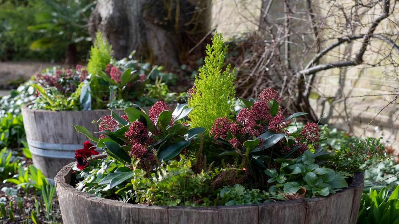 A half barrel planted with winter plants including Skimmia, pansies, ferns and evergreens