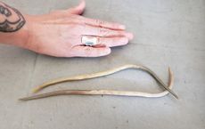 worms-2.jpg