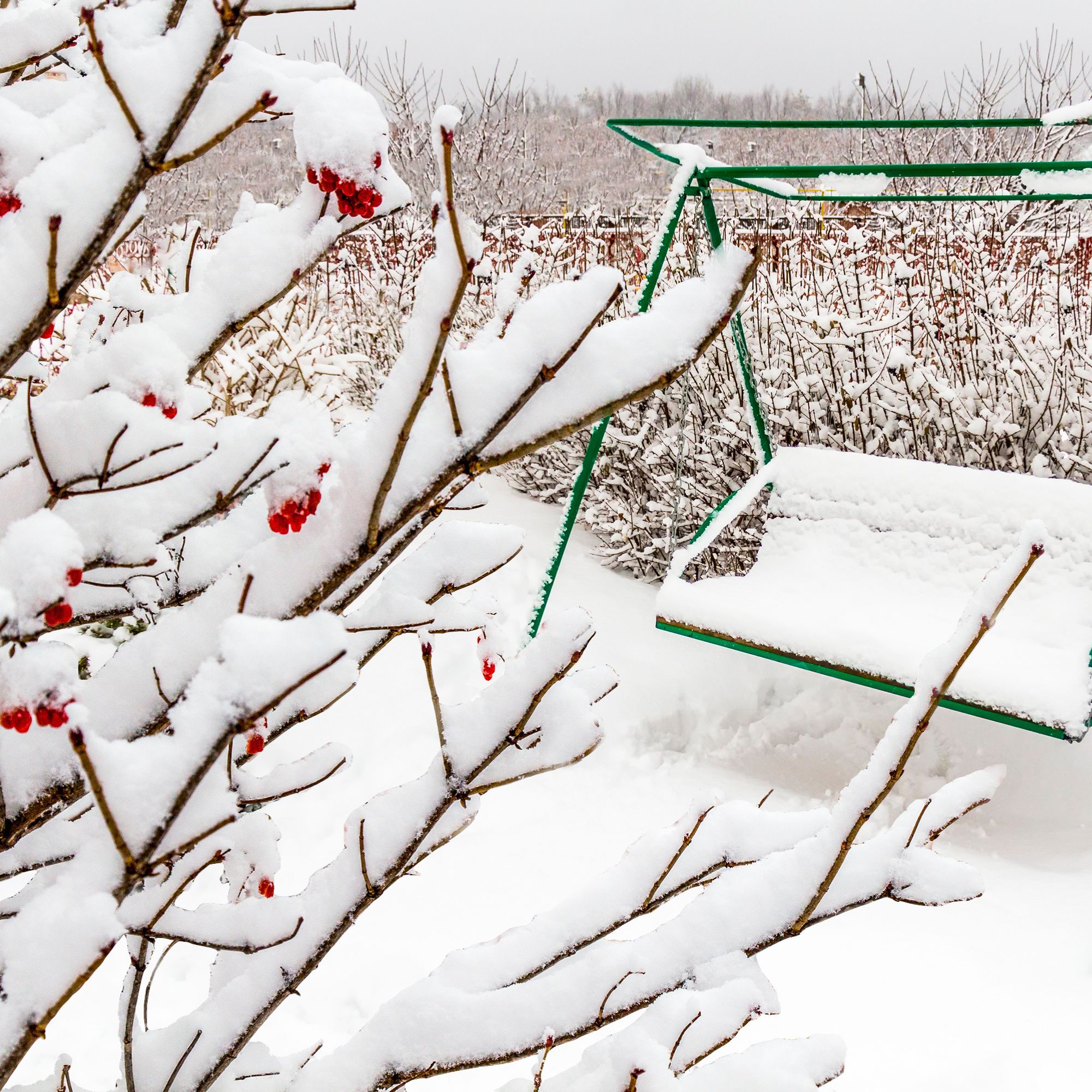 garden and trees covered with snow