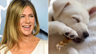 Jennifer Aniston's dogs: Picture of Jennifer Aniston and her dog Clyde