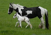 stolen-foal.jpg