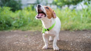 Barking jack russell terrier