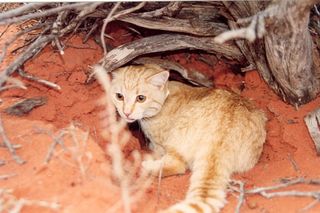 Feral cats are the greatest threat to Australian mammals - and a major reason reintroductions fail.
