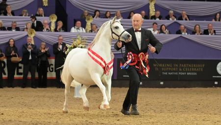 Richard Miller shows grey Welsh section A mare Heniarth Sh-Boom to the tricolour in the Price family supreme In-hand championship at HOYS 2025.