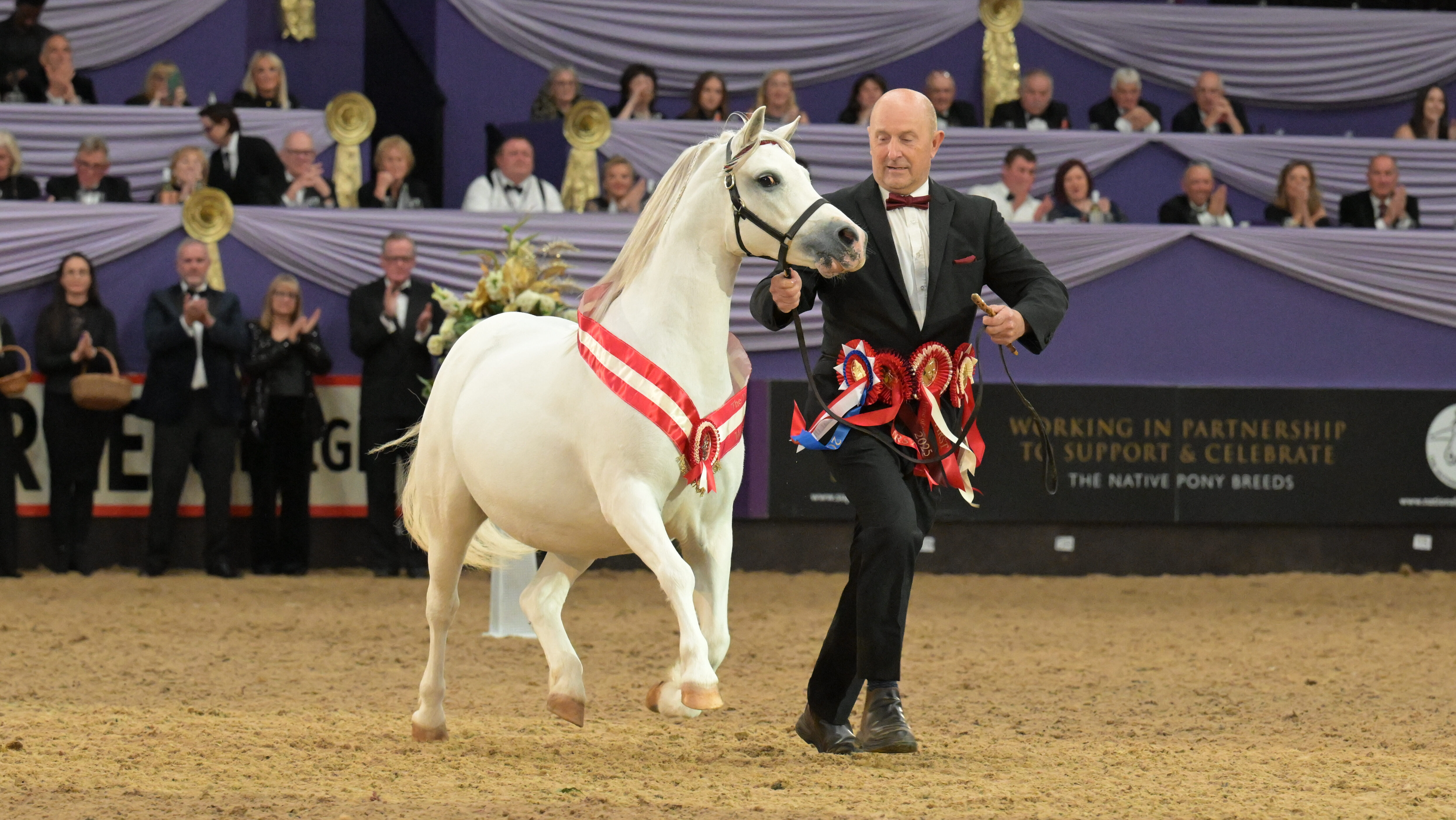 Richard Miller shows grey Welsh section A mare Heniarth Sh-Boom to the tricolour in the Price family supreme In-hand championship at HOYS 2025.