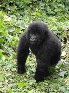 Mountain Gorilla 