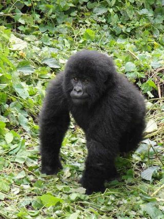 Mountain Gorilla 