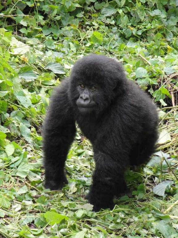 Humans Make Gorillas Sick Infectious Diseases & Ecotourism Live Science