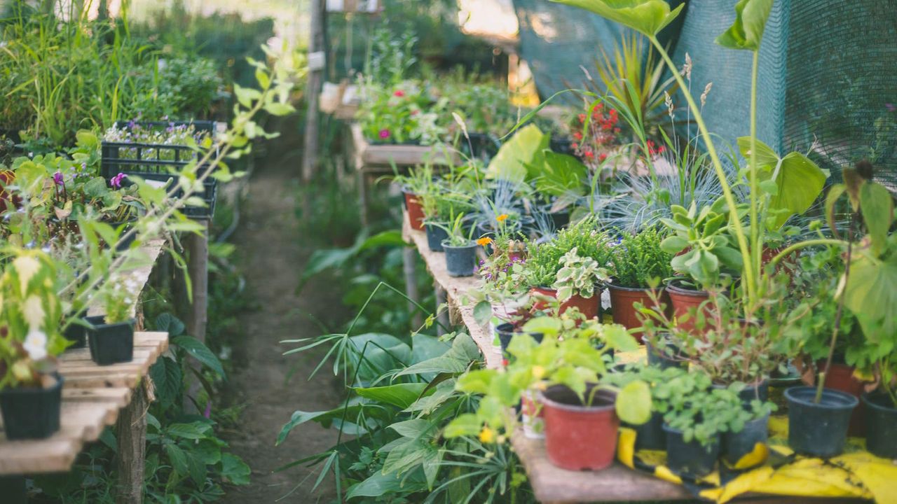 A greenhouse full of young and healthy flower plants