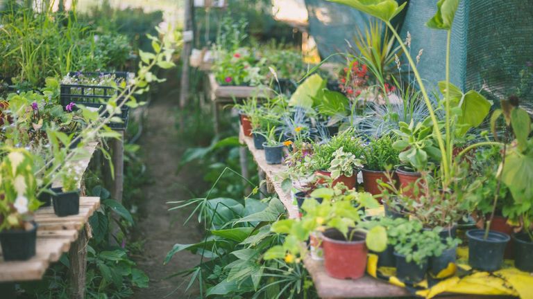 Top products to improve indoor and outdoor plant success | Homes and