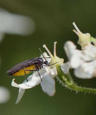 A gnat on a white flower