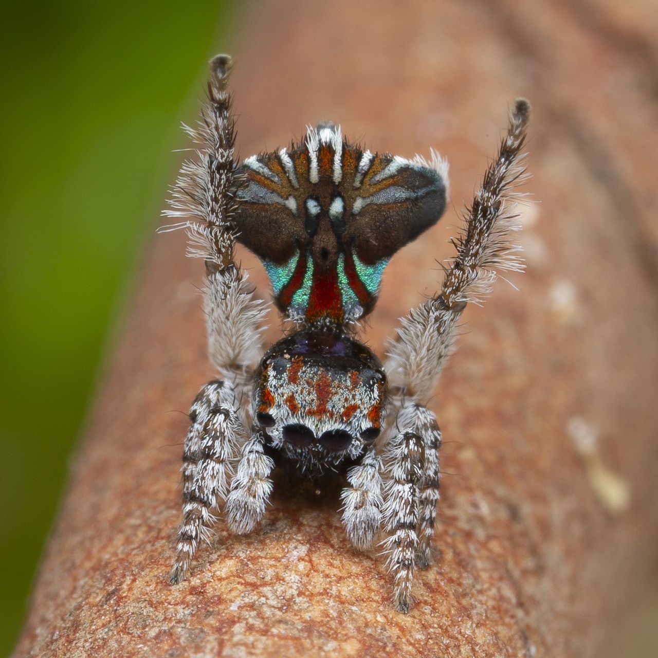 Maratus icarus.