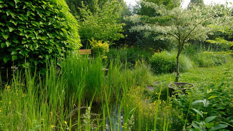 Green garden with a pond and plants