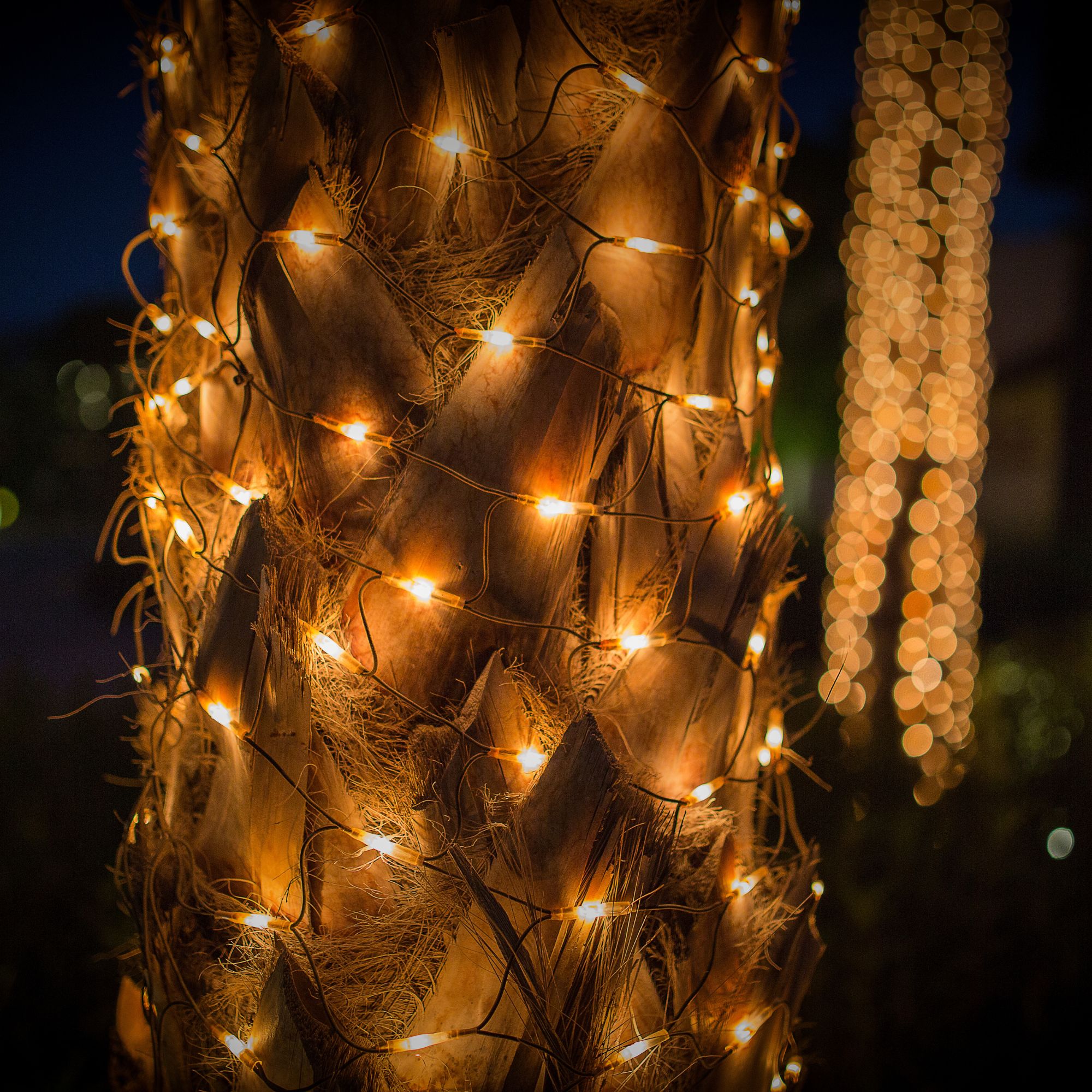 Outdoor LED net lights on tree