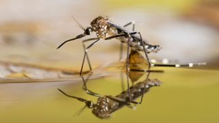 Mosquitow sitting on top of liquid