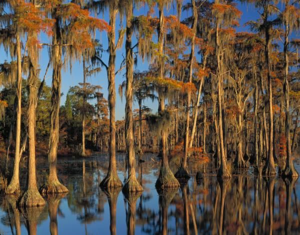 georgia-cypress-forests-110121-02