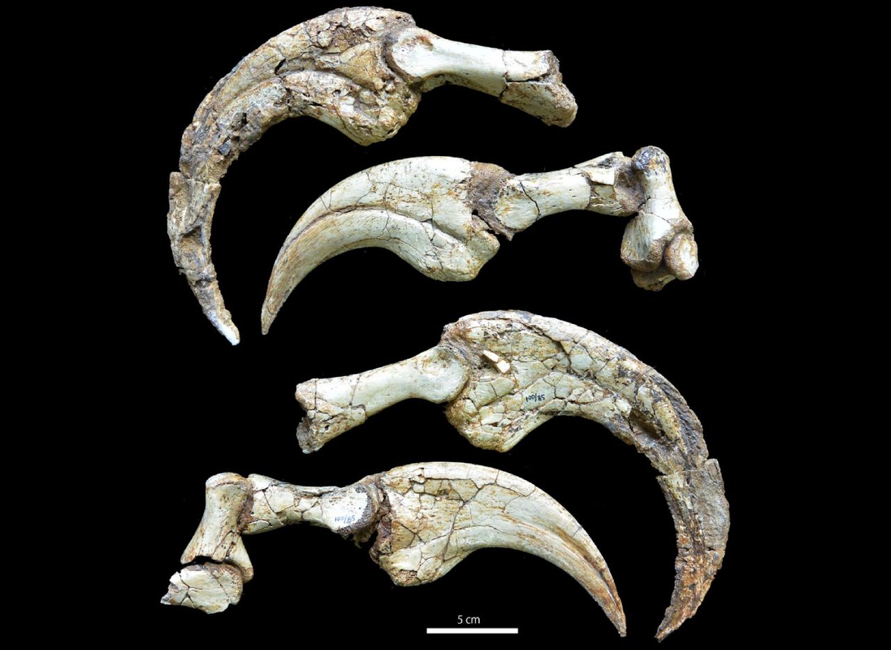 four long dinosaur claw bones