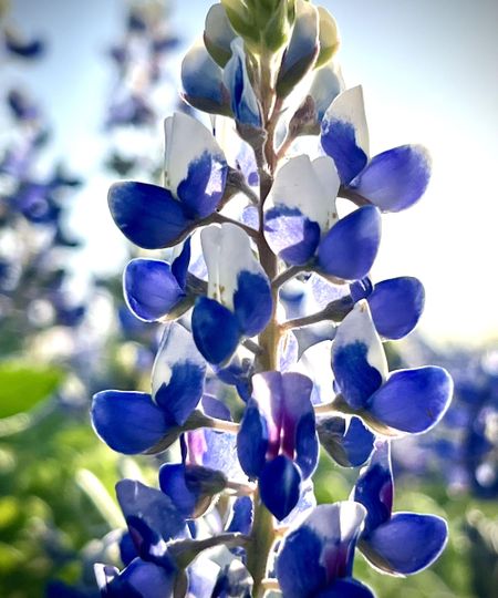 A singular bluebonnet flower