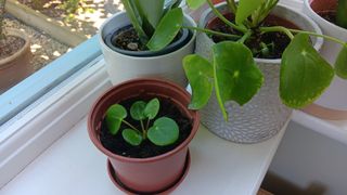 Chinese money plant 2-week cutting on sunny windowsill