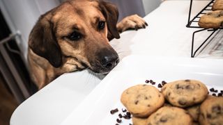 A dog peers over a counter to look longingly at a plate of cookies