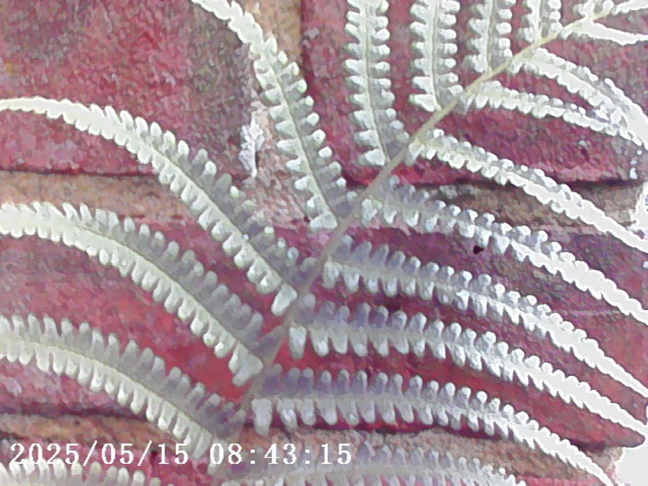 Photo Creator Mini Digital Camera series 3 sample gallery: a fern in front of a brick wall