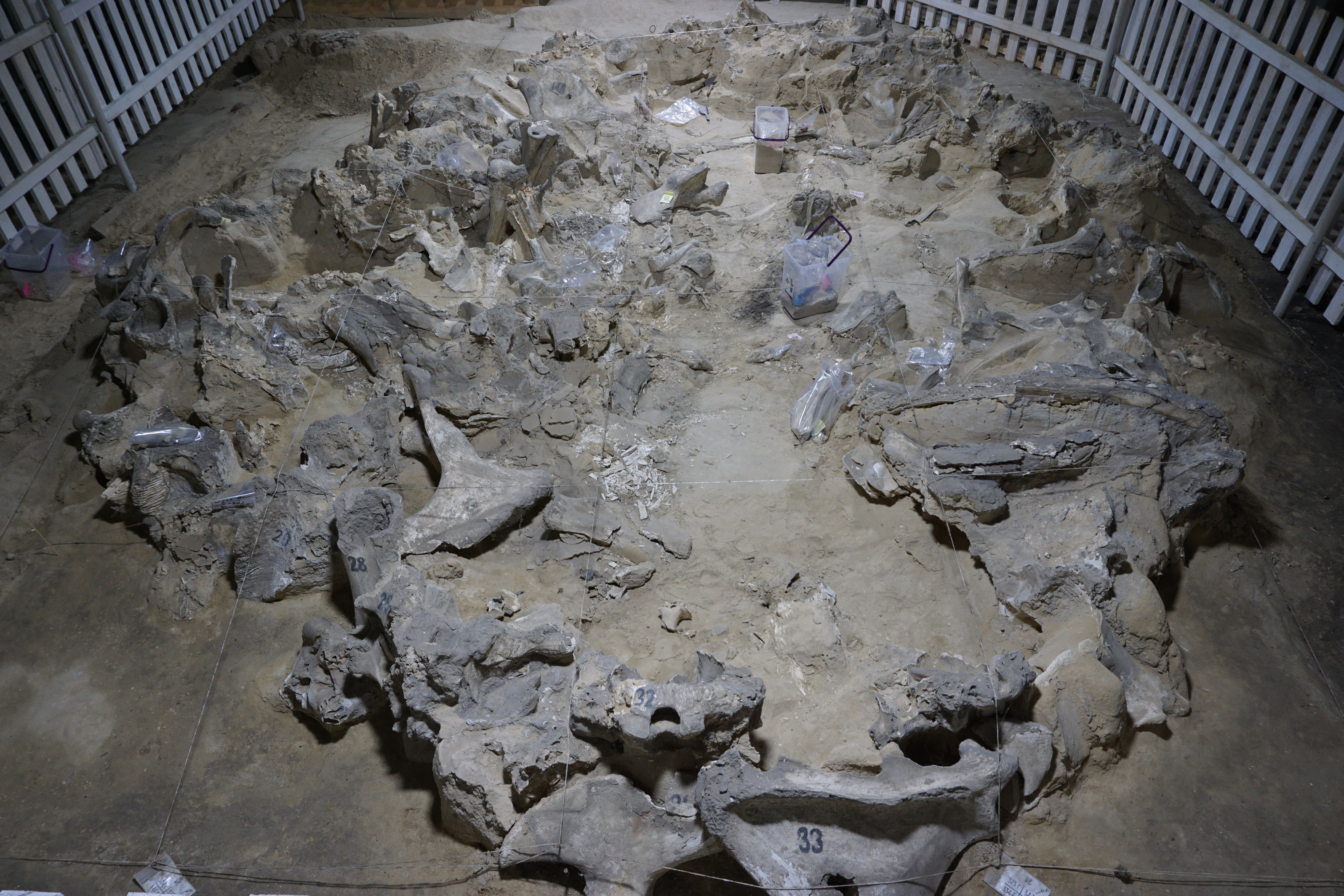Photo from above of the gray, sharp mammoth remains sitting piled together in sand.