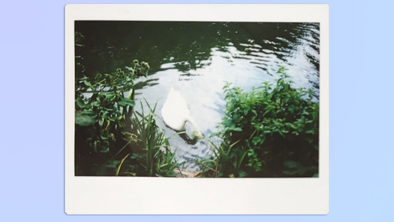 A photo of a swan with its head underwater, taken on a Fujifilm Instax Wide 400 instant camera
